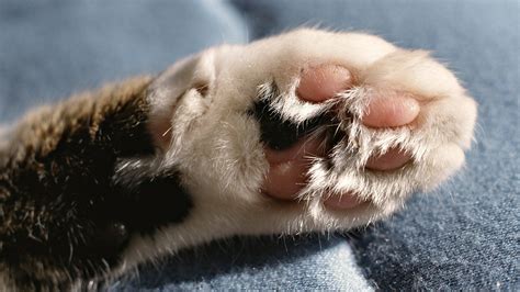 Cats paw. Mar 1, 2019 · Hyperkeratosis is a skin condition that can develop on a cat’s paw (or nose.) The skin thickens and becomes hard and dried out. In humans it leads to things like psoriasis, calluses, corns and warts. In cats, the biggest concern is that the paw pads often crack as they dry out. This can lead to infection and pain. Cutaneous Horns: 