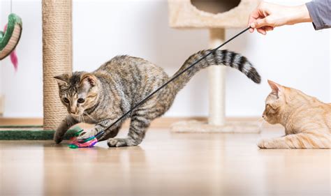 Cats playing. You should always tailor play sessions to your cat's personality, age, and daily rhythm. For example, if your cat wakes you up at night, make time to play ... 