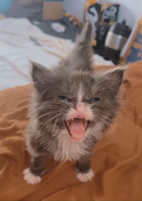 Cats that scream. Things To Know About Cats that scream. 