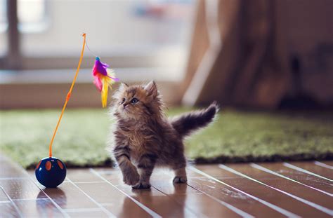 Jul 23, 2023 · Play with all your cats. If you have multiple cats, one will probably dominate playtime in a group. If you need to, separate your cats to ensure they all get attention. Avoid dangerous toys. Don ... . 