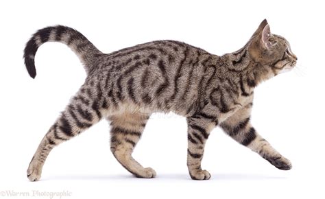 Cats walking. Learn how cats walk on their toes, use a four-beat gait, and direct register to sneak up on prey or avoid predators. Also, find out what problems can affect your cat's … 