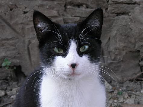 Cats with black and white. Explore our detailed guide on the top 10 black and white cat breeds. From the striking tuxedo cats to the elegant bicolor patterns, learn about these charming feline companions. Find out their unique characteristics, personalities, and more. 