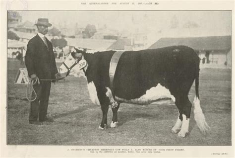 Cattle : HEREFORD (traditional) RARE BREEDS TRUST OF …