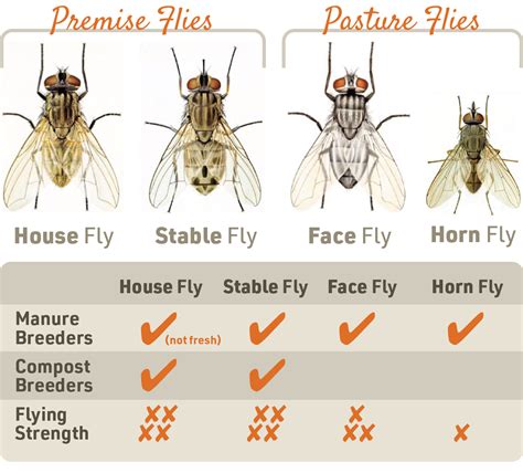 Cattle Fly Control Methods & Strategies IFA’s Helping to Grow Blog