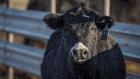 Cattle Health Monitoring Ear Tag to Detect Sick Cattle Merck