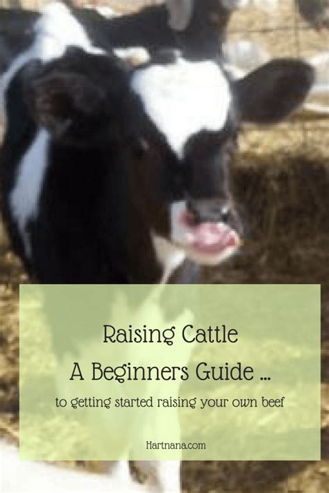 Cattle Raising Beginners Guide to How to keep Cows for …