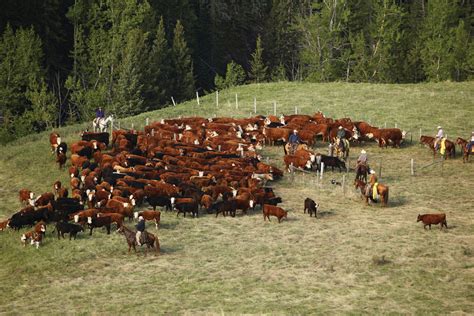 Cattle Ranching and Farming Companies in Calgary, Alberta, Canada