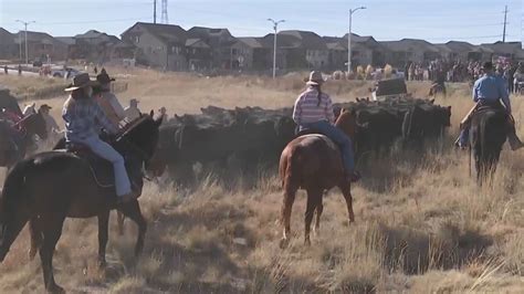 Cattle drive a yearly highlight for new Littleton community