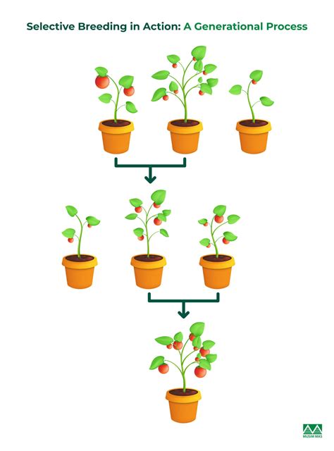 Cattle exchange ga.  Over millennia, selective breeding by humans led to...