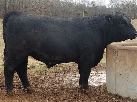 W/W Cattle Co. Section, Alabama 35771. Phone: (256) 599-5432. Email Seller Video Chat. 87% Braunvieh. WW Toronto 131J. Toronto x Spitting Image daughter. The Toronto sired cattle have been in great demand the last few years. Top 15% Calving Ease, Top 30% WW, Top 40% YW. $3500.00..