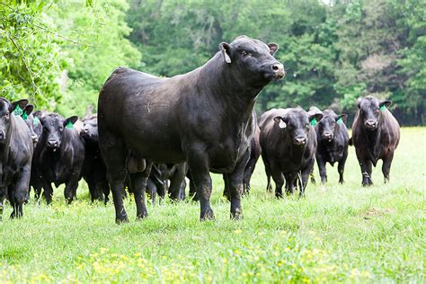Cattle for sale in mississippi on craigslist. Instant F-1 package 53 Brahman 3-4 yr olds 25 are pairs 3 bulls in this package Located in Mississippi . Get Shipping Quotes Opens in a new tab. Featured Listing. View Details. 1. Updated: Monday, October 09, 2023 08:30 AM. 30 Angus - Cow and Calf Pairs. Cow and Calf Pairs Commercial - Beef Cattle. Selling Price: $2,600.00 / … 