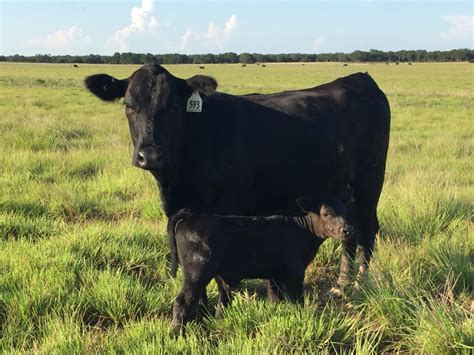 Madd Ox Farm was established in 2016 in Saint Hedwig, Texas. Saint Hedwig is in Bexar County, just East of San Antonio, Texas. We purchased our first American Aberdeen cattle in October 2019 after raising regular Angus for some time and are very incredibly pleased with the American Aberdeen breed. Our farm is small acreage, and we enjoy every ... . Cattle for sale in tx