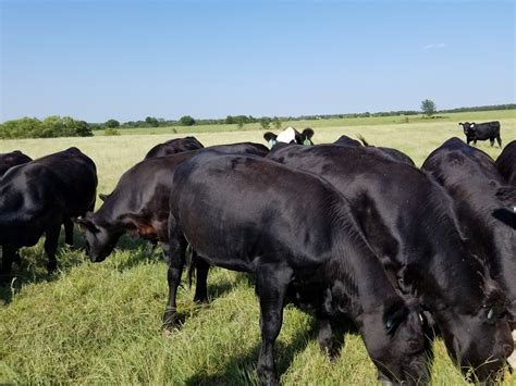 $2,400.00 Bred Heifers for Sale: 240 - Gentle Red Angus Heifers - Oklahoma Beautiful set of South Dakota born heifers bull bred to low birth weight Bieber bulls to start calving.... 
