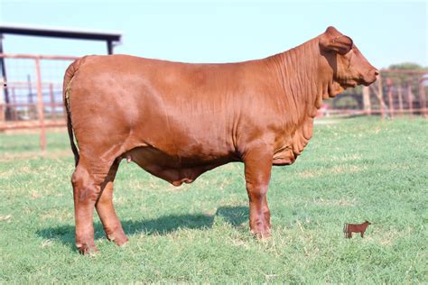 Jan 31, 2024 · The cattle are located at 3846 FM 1383, Schulenburg, TX. The embryo lots are stored at Trans Ova Genetics in Bryan, Texas. The semen is located at Brushy Creek Custom Sires in Taylor, Texas. An invoice with payment instructions will be sent to each buyer’s registered e-mail address within 48 hours after the close of bidding.. 