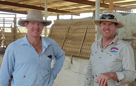 Cattle on the move through Cloncurry is a good sign for business