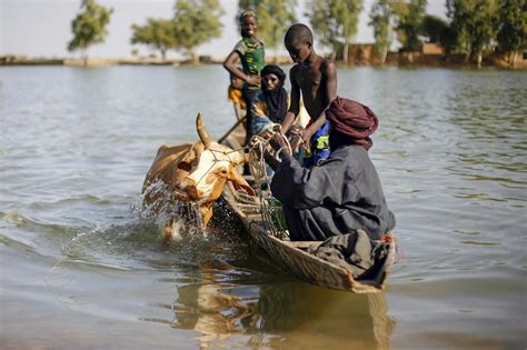 Cattle raiding by jihadis soars in Mali, fuels conflict