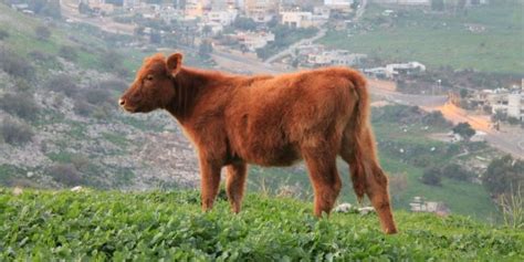 Cattleman Raising Historic Herd of Red Heifers in Israel