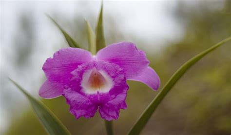 Cattleya Flower – Cattleya Orchid Care and Facts – Gardendi