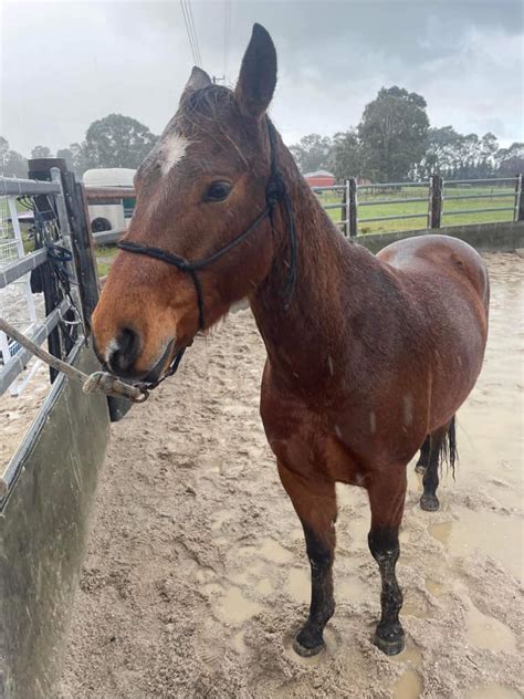 🔥 Cattswitch Leaked [CLIP] 17 Pics