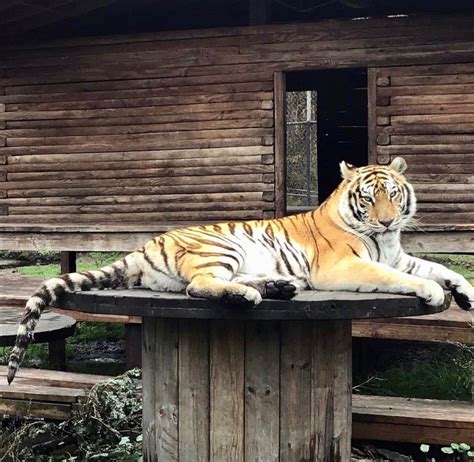 Catty shack ranch wildlife sanctuary. Apr 1, 2020 · Catty Shack Ranch, a Jacksonville-based wildlife sanctuary focuses on rescuing big cats like tigers, lions, pumas and leopards. The non-profit launched in 2000. The non-profit launched in 2000. 