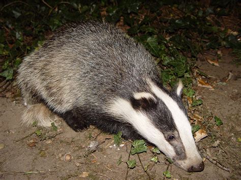 Caucasian badger - Wikipedia