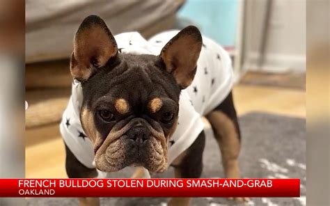 Caught on Video: French bulldog stolen during smash-and-grab in Oakland