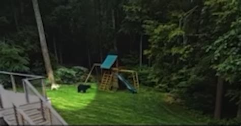 Caught on camera: Goldendoodle chases black bear off Connecticut property