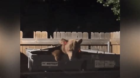 Caught on camera: Large bear feasts inside dumpster