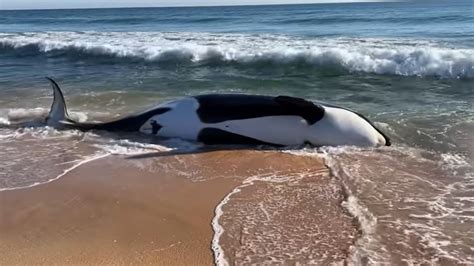 Cause of death identified in orca whale found beached …