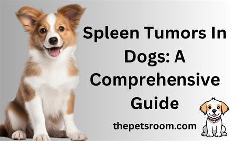 Causes of Spleen Cancer in Dogs - VetInfo