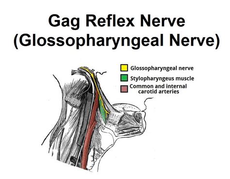 Causes of gag reflex abnormalities.  &bull; Q&A 1.  Sensory Apr 14, 2018 · Gag...