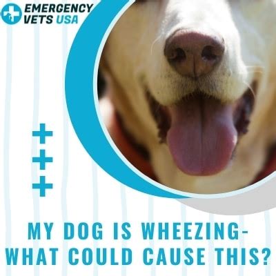 Causes of wheezing in dogs