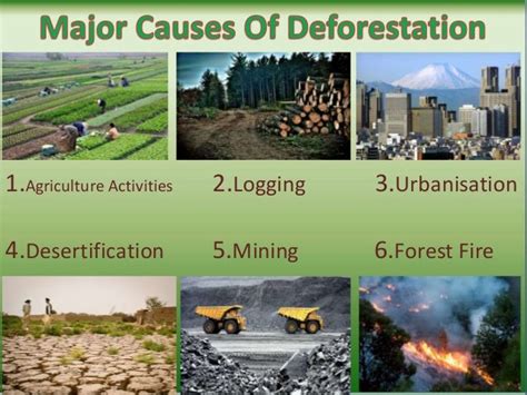 Causesof Historical DefbrestationandForest Degradation in ...
