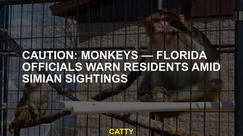 Caution: Monkeys — Florida officials warn residents amid simian sightings