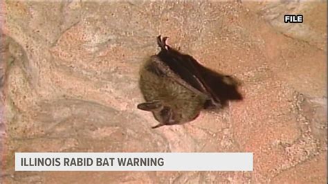 Caution urged after dozens of rabid bats found in Illinois this year