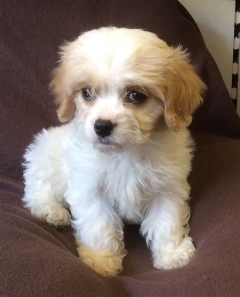 The Cavachon is the perfect combination of the Cavalier King Charles Spaniel and the Bichon Frise. Shop designer hypoallergenic pups near you today.. 