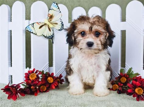 6 Beautiful Cavachon Pups For Sale. 4 Girls (2 Tricolour, 1 Apricot & White and 1 Black & White) 2 Boys ( Both Black & White) The pups are come from a loving family and are great around children. The pups can be can be seen with both parents. View Detail.. 