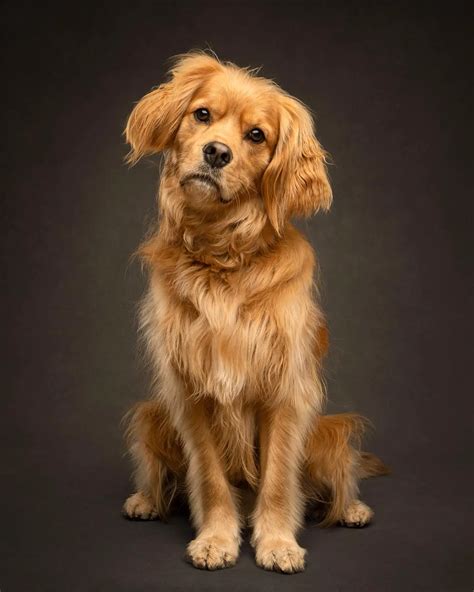 Cavalier golden retriever mix. If the other parent breed has a lower activity level, you will still need to be prepared for the potential of a high-energy dog. A fully-grown Portuguese Water Dog Mix stands 17-23 inches tall and weighs 35-60 pounds. The other parent breed can have a big effect on this, especially if they are the mother, so you want to ask the breeder about them. 