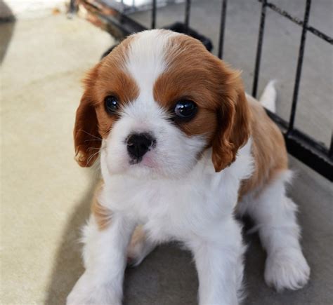 Jun 8, 2021 · Puppies for sale: Cavalier King Charles Spaniels. There are two Black and Tan males, two Blenheim males, and three Blenheim females. They were born on June 24, 21 and will be ready for new homes on August 19, 21. They will be given their first set of shots, wormed, and examined by a veterinarian. 