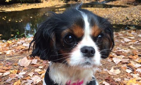 Cavalier Dogs adopted on Rescue Me! Donate. Adopt Cavalier Dogs in Wisconsin. Filter. 24-03-10-00394 D046 ... I am a 6 years old Cavalier King Charles Spaniel,