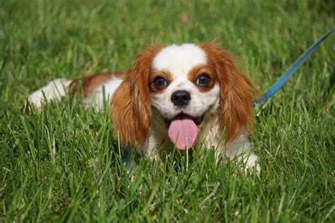 Cavalier King Charles Spaniel puppies for sale! The Cavalier King Charles Spaniel is intelligent, loving, and a popular choice for families.. 