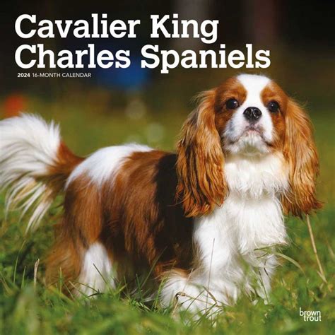 Cavalier king charles spaniel puppies 2008 square wall calendar. - 42e colloque de métallurgie de l'instn.