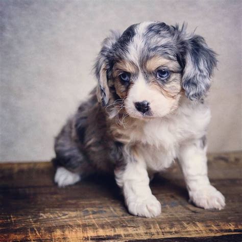 They are available in several mixed breeds as well. The Cavalier King Charles Spaniel traces its roots to British history. This breed combines the smooth alertness of a toy breed and the active athletics of …. 