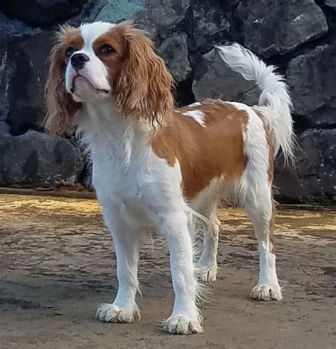 SIRES AND DAMS. Our cavaliers do not live in a kennel, they are 