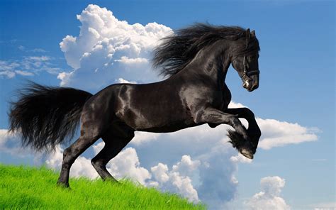 Cavallos - Da Vikidia, l'enciclopedia libera dagli 8 ai 13 anni. Un cavallo e una cavallerizza; l' andatura del cavallo è l' ambio. Il cavallo ( Equus caballus) è un mammifero erbivoro appartenente al genere Equus (famiglia equidae) di taglia media. L'uomo cominciò ad addomesticare i cavalli intorno al 5000 a.C. nelle steppe; sono …