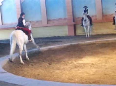 Cavalos dançarinos do mar — BIBLIOTECA ON-LINE da Torre …