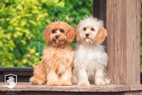 Cavapoo (Cavalier King Charles/Poodle Mix) Breed Info ... - Hepper