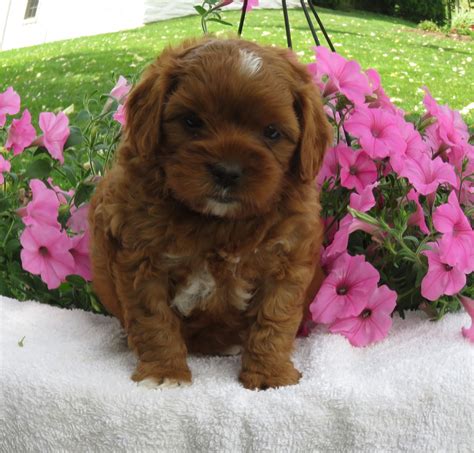 Cavapoo breeders in pennsylvania. New Holland, PA $795.00 . Gender. male. Birth Date. Mar 28, 2024 Size. small Available On. May 23, 2024 Generation. Multi Generation ... Similar Cavapoo Puppies. Alex. 11 weeks old. Cavapoo. Are you looking for an awesome puppy? This one would love to be your bu... $500.00. Sugarcreek, OH. Shelly. 7 weeks old. 
