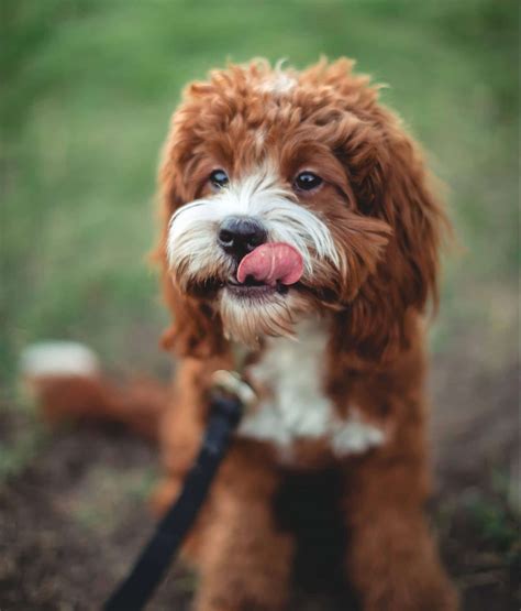 In a puppy cut, the hair is trimmed to a uniform length all over the body, often around 1-2 inches. This style gives your Cavapoo a youthful, cute look, and it's also easy to maintain. Teddy Bear Cut: Similar to the puppy cut, the teddy bear cut is designed to make your Cavapoo look like a fluffy stuffed animal. The hair on the body is cut ...