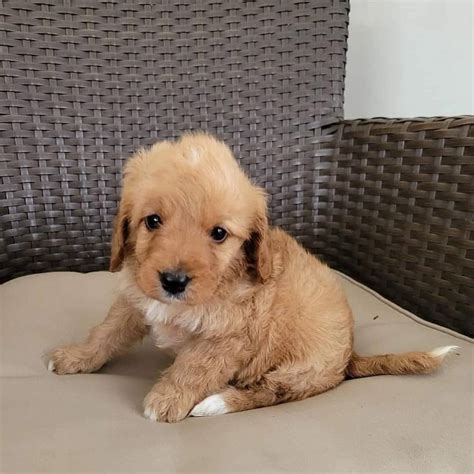 Top Quality Cavapoo Pups 2 Boys,1 Girl Left california, los angeles. Red cavapoo pups for sale, Excellent breeding, mum is a cavapoo and dad is a K.. #362341. 